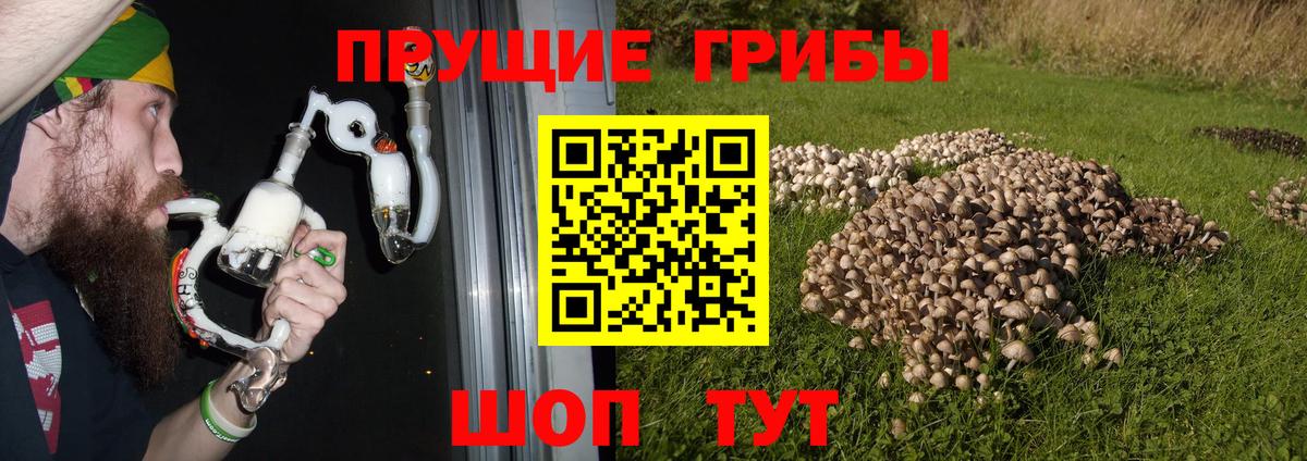 Кириши  купить наркоту  Псилоцибиновые грибы мицелий  Вход с VPN  Псилоцибиновые грибы Psilocybe 